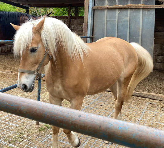 Showpferd
