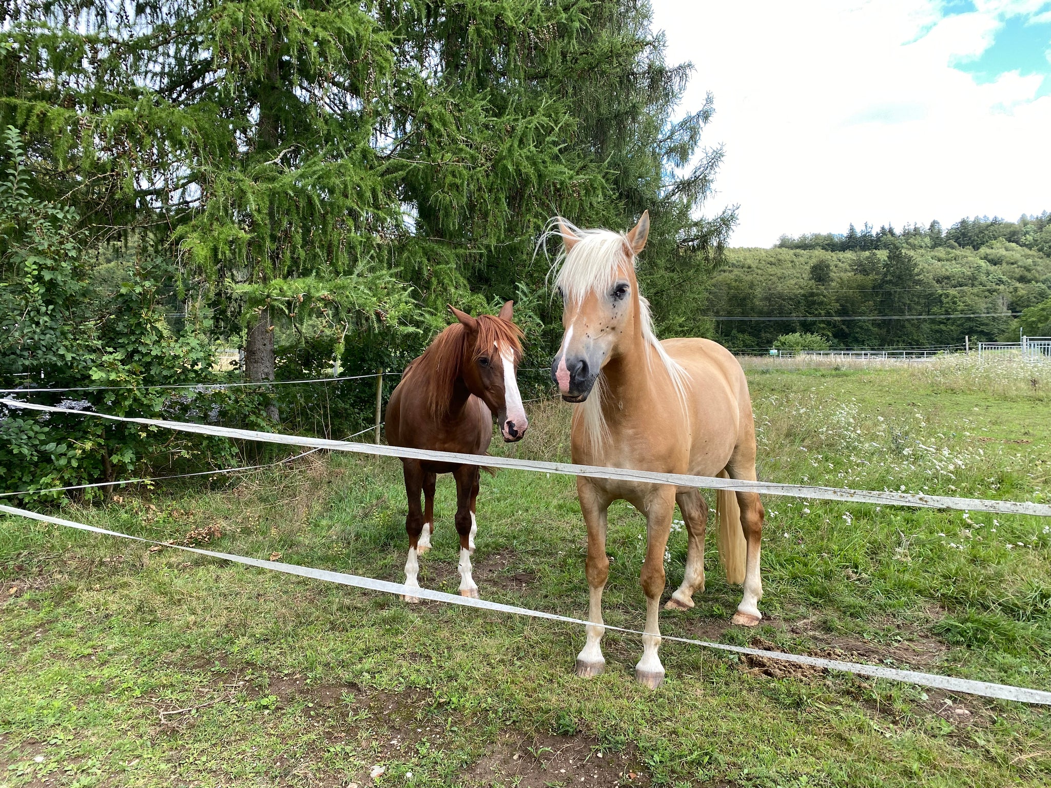 Ein Pferd zu putzen bedeutet zu kommunizieren, bewusst oder unbewusst